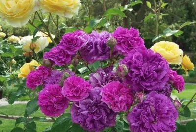 */-