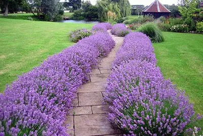 Lavender Lined Walkway