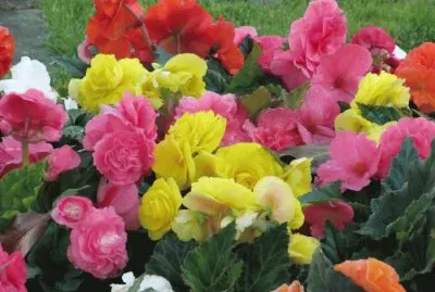 Rosas