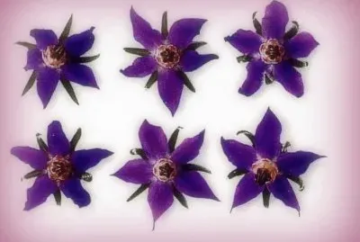 Flors