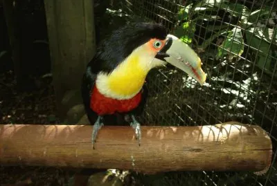 Tucan jigsaw puzzle