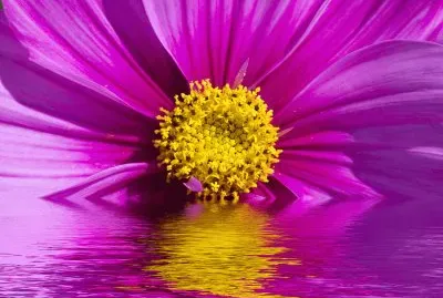 Flor