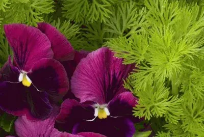 flores
