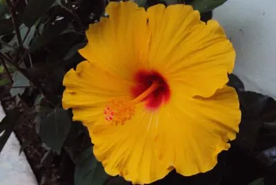 פאזל של flores