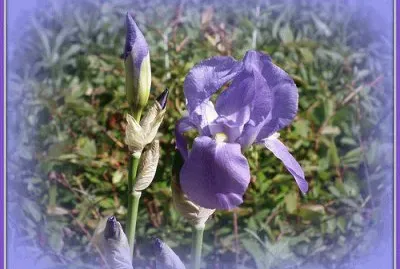 Danson Park Flower Garden-London