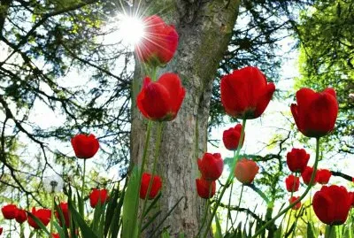 paisajes rojos