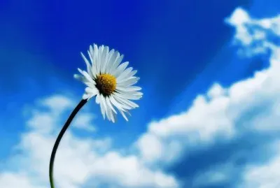 flor