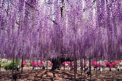 פאזל של Wisteria Garden