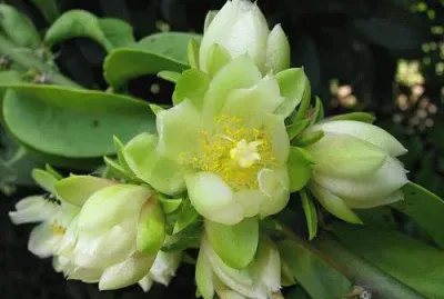 flores
