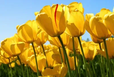 tulipanes