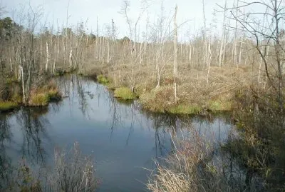 Pine Barrens of NJ jigsaw puzzle