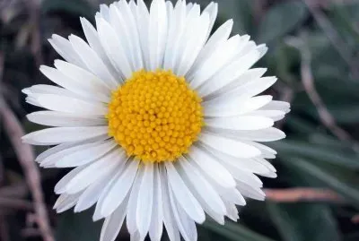 Margarida