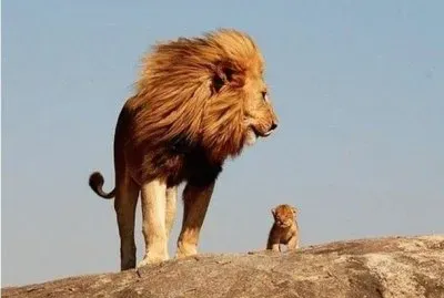 majestic and  son