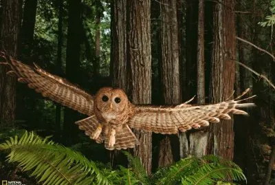 Owl in the Redwood Forest