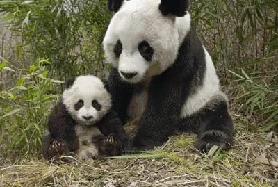 MamÃ¡ e hijo Panda