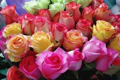 פאזל של Rosas
