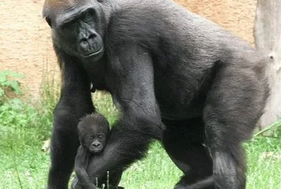 chimpance-mamÃ  y BB