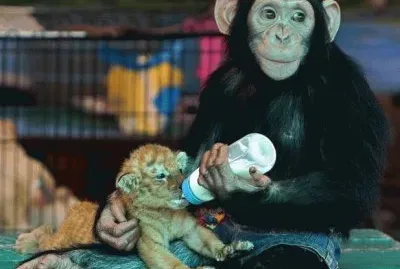 mamÃ¡ chimpancÃ©