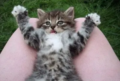 Gato descansando