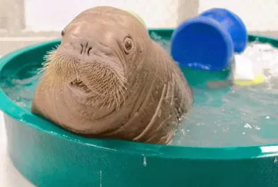 babywalrus