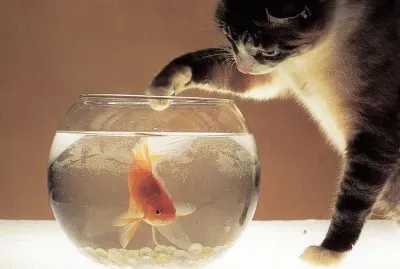 Gato con peces