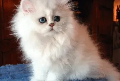 Gato Persa blanco