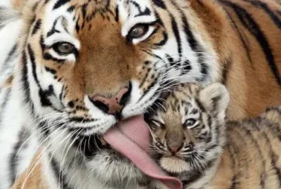 Tigres
