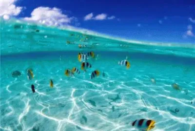 peces tropicales