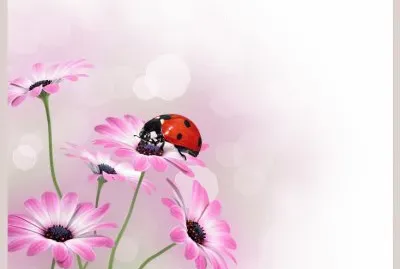 Sobre flores