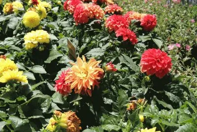 Flowers For Sale