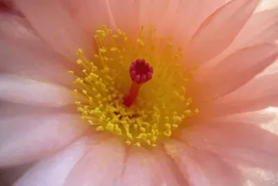 פאזל של Flor