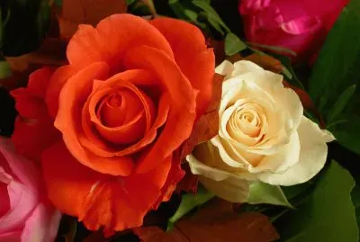 פאזל של flores_coloridas_21a4ae210861f069fdf01c7064bd8c97_