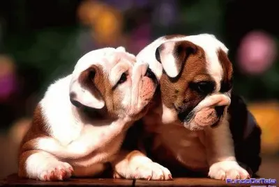 001707hj jigsaw puzzle