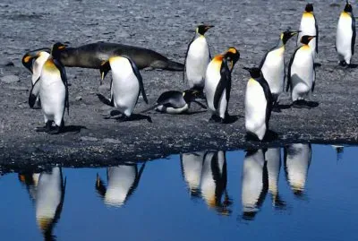 penguin-papel de parede 5 jigsaw puzzle