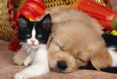 gato-e-cachorro jigsaw puzzle