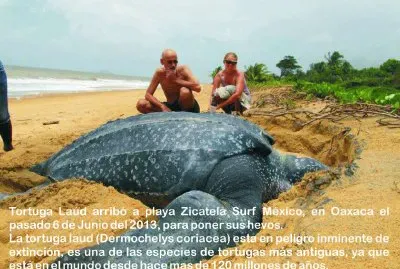 Hermosa tortuguita