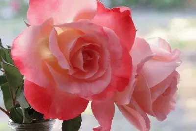 פאזל של flores