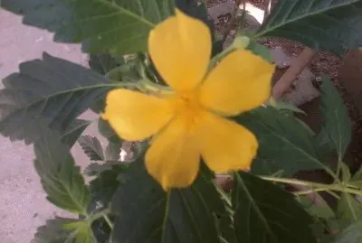 Flor Silvestre