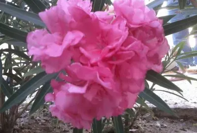 פאזל של Laurel Rosa