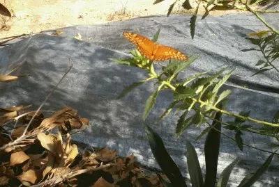 Mariposa