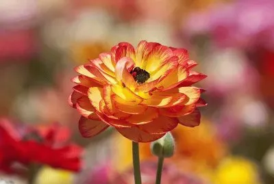 פאזל של flores