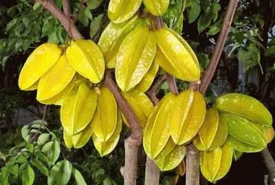 frutas