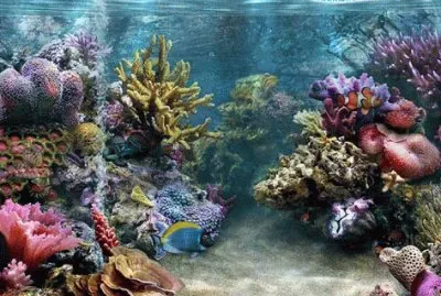 luna azul jigsaw puzzle