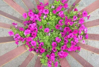 Flors jigsaw puzzle