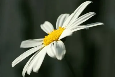 Glowing Through The Darkness