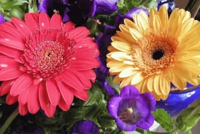 Flors