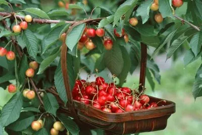 Cherry Picking jigsaw puzzle