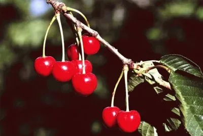 Cherries