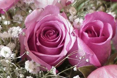 פאזל של flores