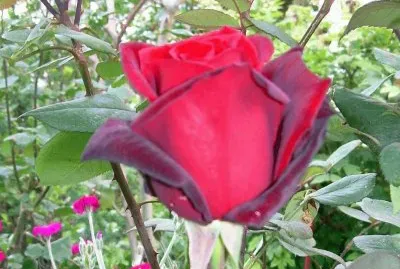 rosa